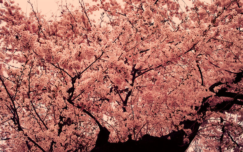 Cherry Blossom Tree — Pink, Serene, Spring, Photograph, Flowers, Branches