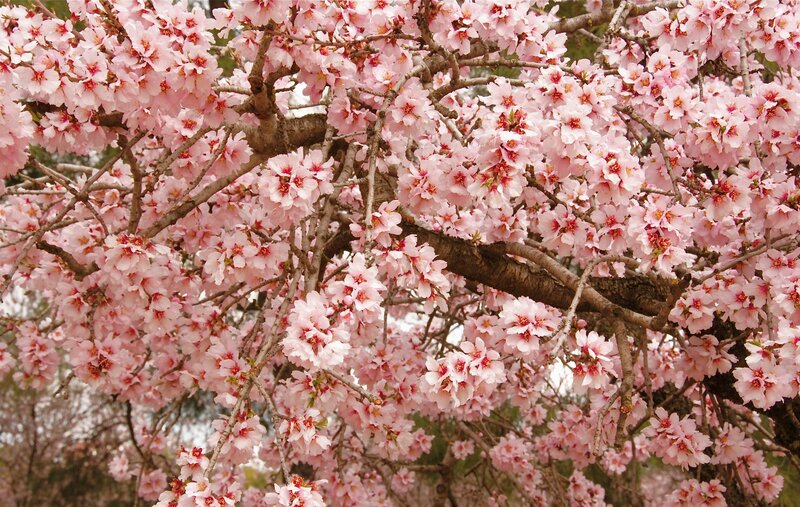 Cherry Blossom Tree — Pink, Serene, Spring, Photograph, Flowers, Branches, Trees