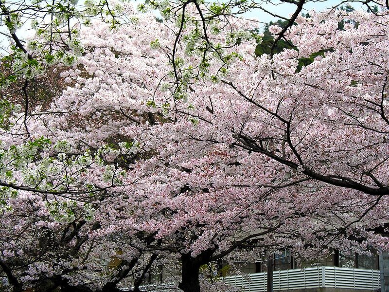 Cherry Blossom Tree — Pink, Serene, Spring, Photograph, Flowers, Building