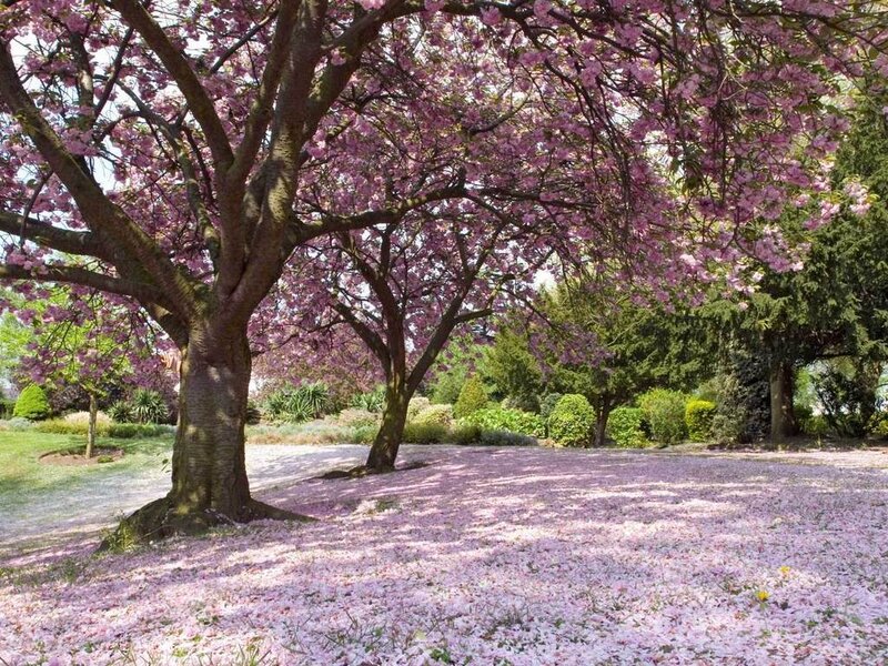 Cherry Blossom Tree — Pink, Serene, Spring, Photograph, Flowers, Grass, Path