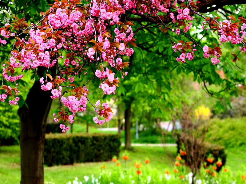 Cherry Blossom Tree — Pink, Serene, Spring, Photograph, Flowers, Grass