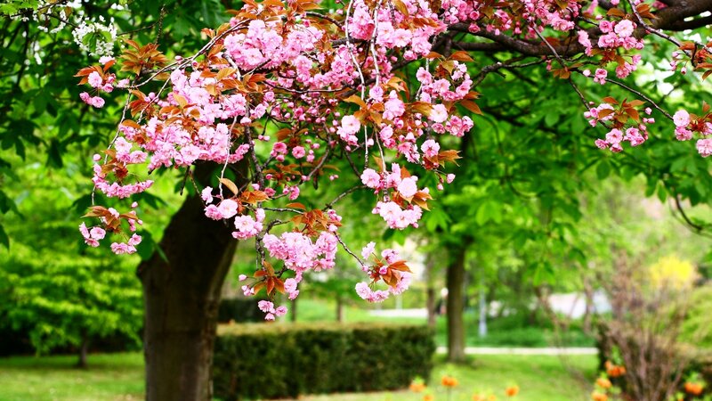Cherry Blossom Tree — Pink, Serene, Spring, Photograph, Flowers, Hedge