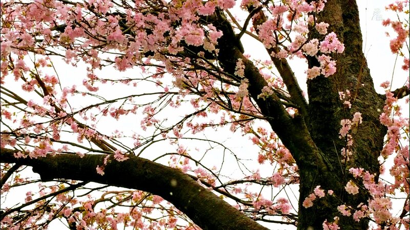 Cherry Blossom Tree — Pink, Serene, Spring, Photograph, Flowers, Sky