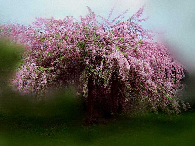 Cherry Blossom Tree — Pink, Serene, Spring, Photograph, Flowers