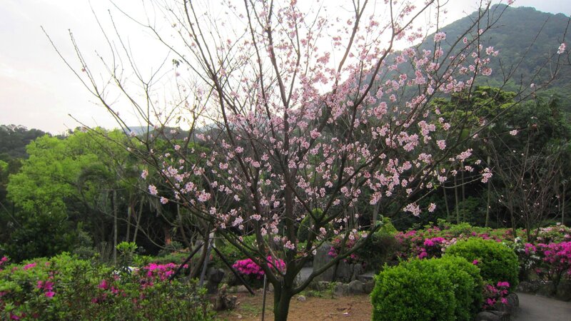 Cherry Blossom Tree — Pink, Serene, Spring, Photograph, Flowers, Trees, Mountain