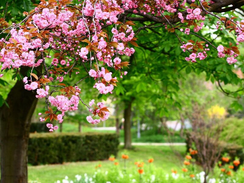 Cherry Blossom Tree — Pink, Serene, Spring, Photograph, Flowers, Trees
