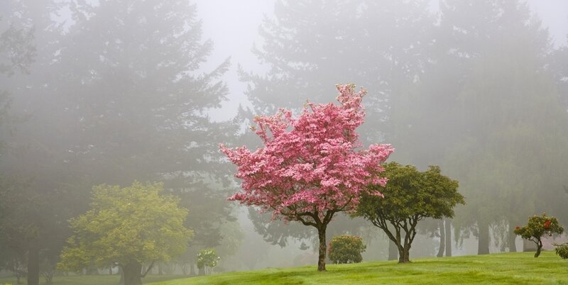 Cherry Blossom Tree — Pink, Serene, Spring, Photograph, Fog