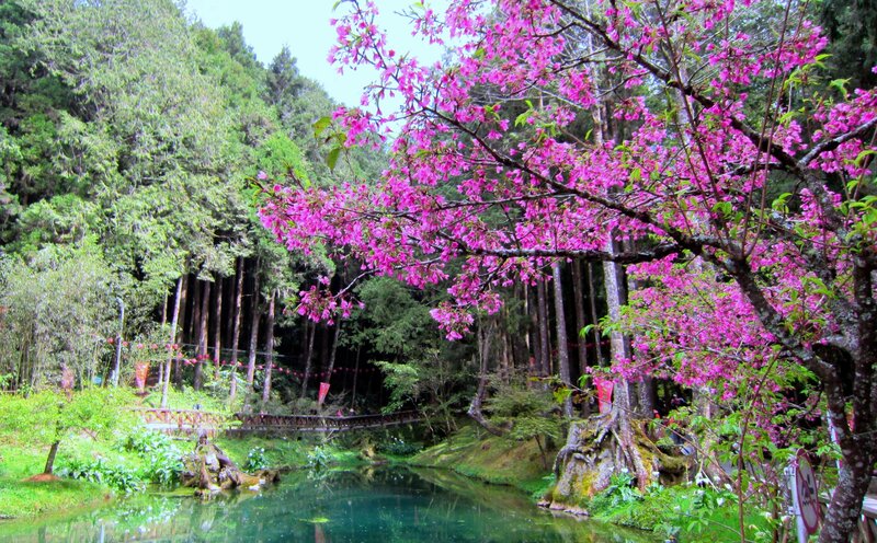 Cherry Blossom Tree — Pink, Serene, Spring, Photograph, Forest
