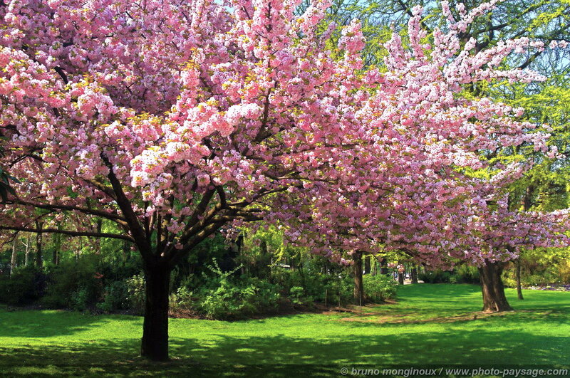 Cherry Blossom Tree — Pink, Serene, Spring, Photograph, Grass, Bushes