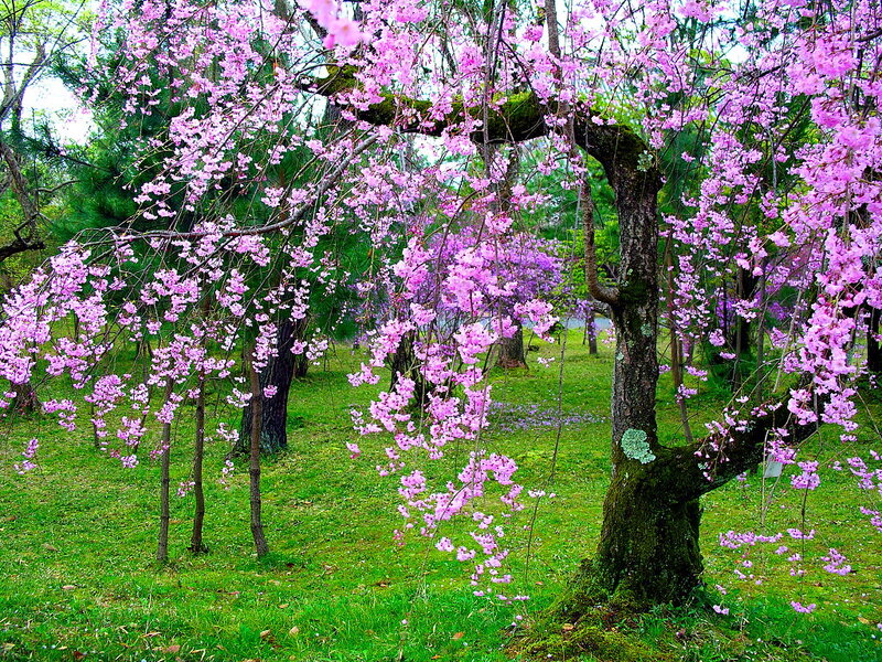 Cherry Blossom Tree — Pink, Serene, Spring, Photograph, Grass, Flowers