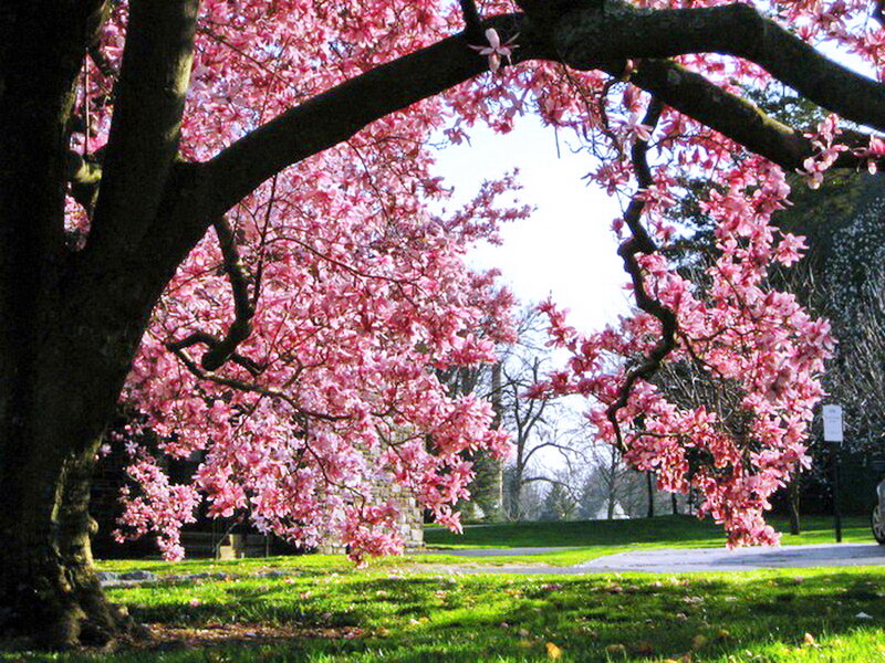 Cherry Blossom Tree — Pink, Serene, Spring, Photograph, Grass, Path