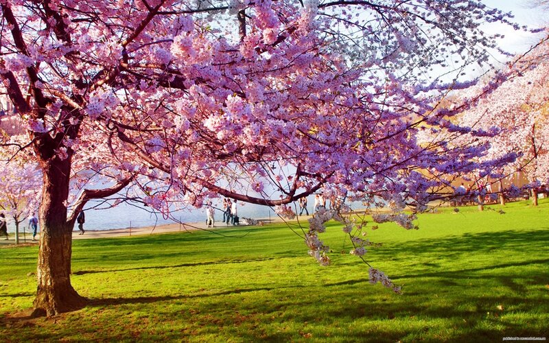 Cherry Blossom Tree — Pink, Serene, Spring, Photograph, Grass, People, River
