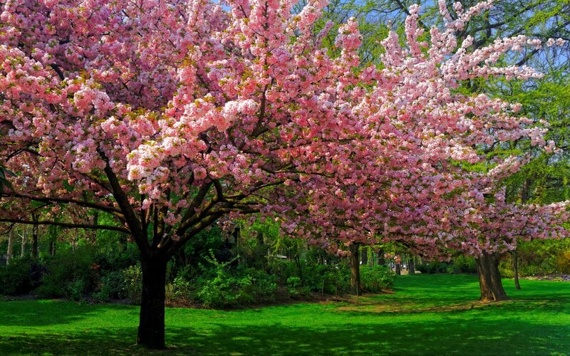 Cherry Blossom Tree — Pink, Serene, Spring, Photograph, Grass, Sky, Bushes