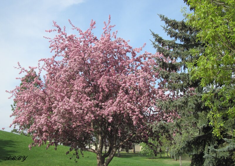 Cherry Blossom Tree — Pink, Serene, Spring, Photograph, Grass, Sky