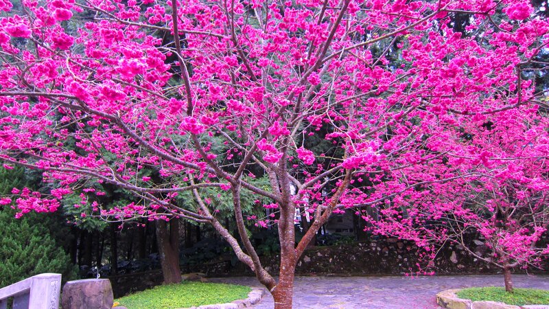 Cherry Blossom Tree — Pink, Serene, Spring, Photograph, Grass, Stone Path