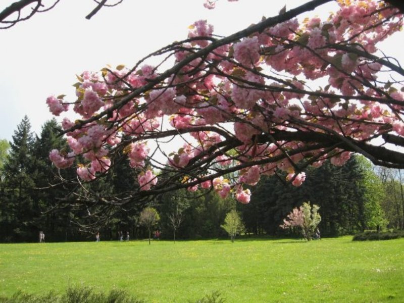 Cherry Blossom Tree — Pink, Serene, Spring, Photograph, Grass