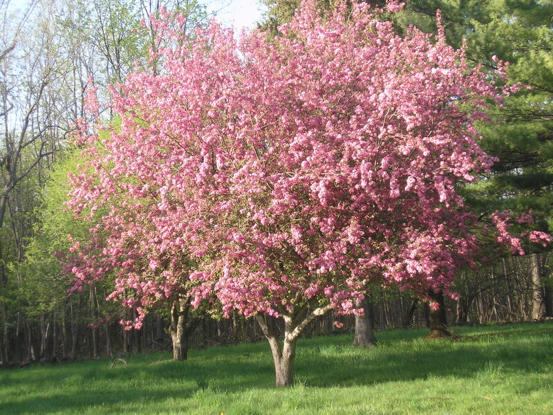 Cherry Blossom Tree — Pink, Serene, Spring, Photograph, Grass, Trees, Forest