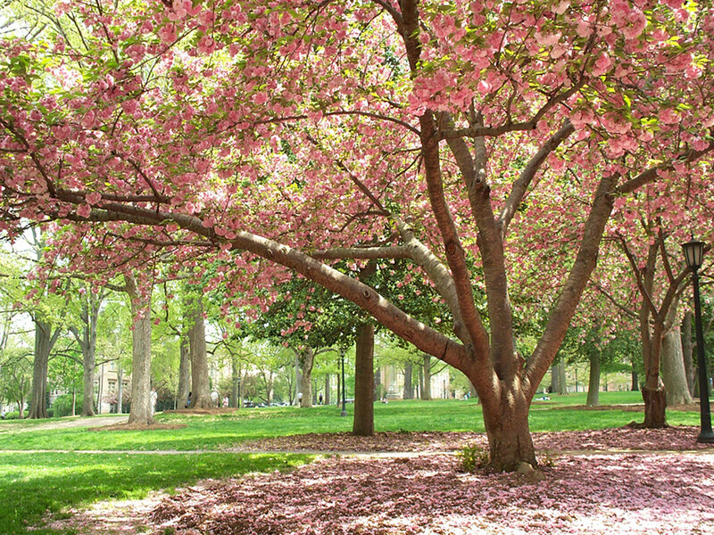 Cherry Blossom Tree — Pink, Serene, Spring, Photograph, Grass, Trees, Path