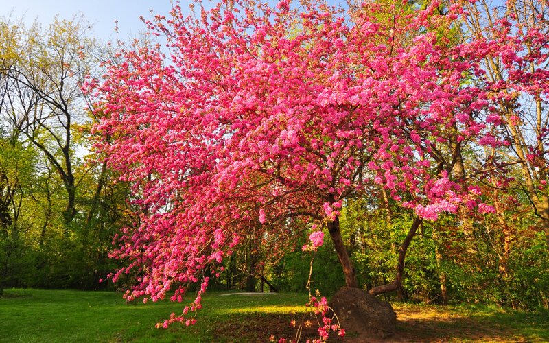 Cherry Blossom Tree — Pink, Serene, Spring, Photograph, Grass, Trees, Rock