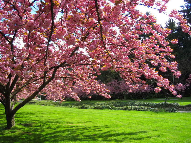 Cherry Blossom Tree — Pink, Serene, Spring, Photograph, Grass, Trees, Sky