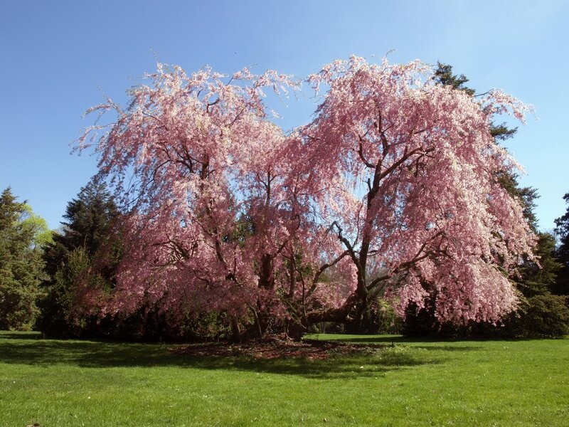 Cherry Blossom Tree — Pink, Serene, Spring, Photograph, Grass, Trees