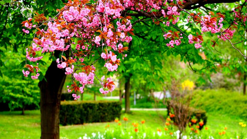 Cherry Blossom Tree — Pink, Serene, Spring, Photograph, Green Trees