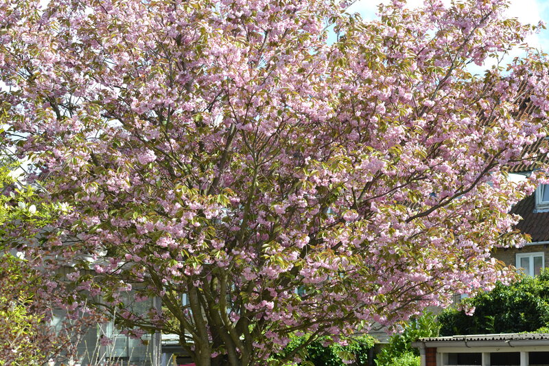 Cherry Blossom Tree — Pink, Serene, Spring, Photograph, House, Greenery