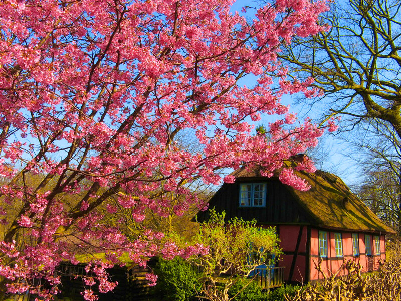 Cherry Blossom Tree — Pink, Serene, Spring, Photograph, House, Thatched Roof, Blue Sky