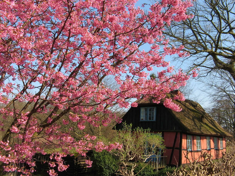 Cherry Blossom Tree — Pink, Serene, Spring, Photograph, House, Thatched Roof