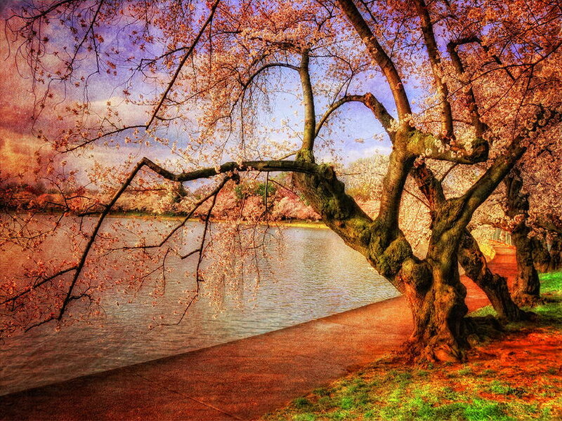 Cherry Blossom Tree — Pink, Serene, Spring, Photograph, Lake