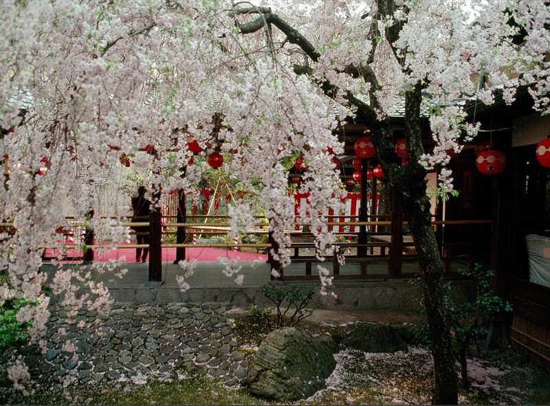 Cherry Blossom Tree — Pink, Serene, Spring, Photograph, Lanterns