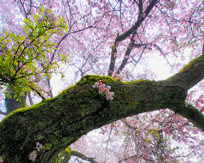 Cherry Blossom Tree — Pink, Serene, Spring, Photograph, Moss