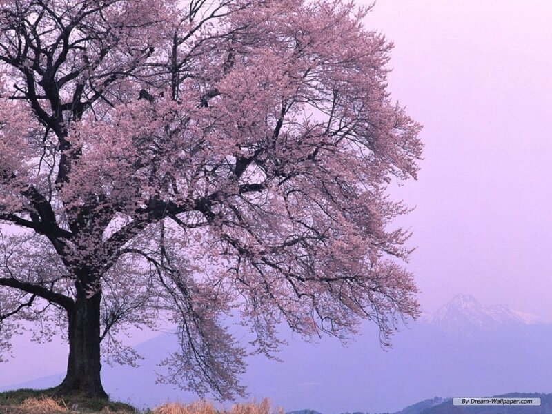 Cherry Blossom Tree — Pink, Serene, Spring, Photograph, Mountain, Sky