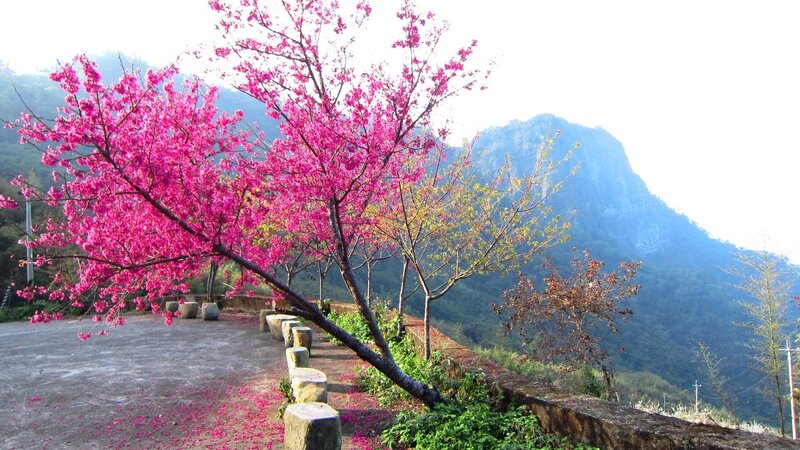 Cherry Blossom Tree — Pink, Serene, Spring, Photograph, Mountain