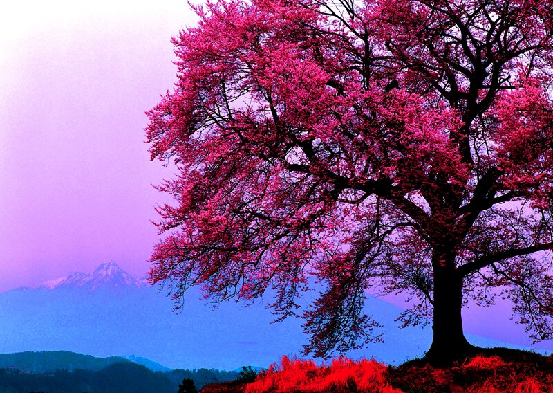Cherry Blossom Tree — Pink, Serene, Spring, Photograph, Mountains, Sky