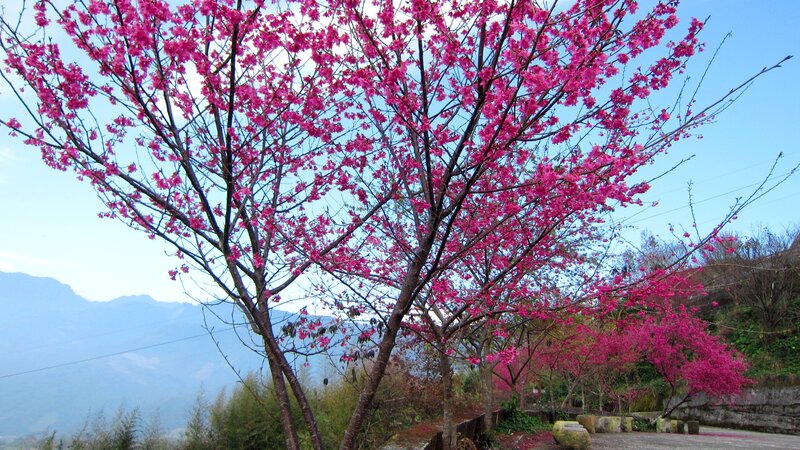 Cherry Blossom Tree — Pink, Serene, Spring, Photograph, Mountains