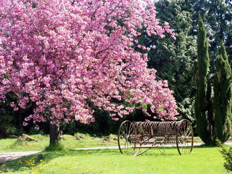 Cherry Blossom Tree — Pink, Serene, Spring, Photograph, Old Wagon