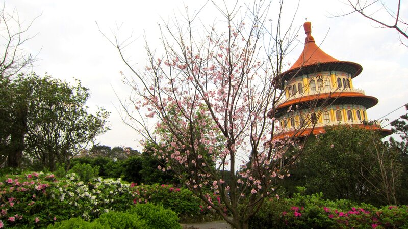 Cherry Blossom Tree — Pink, Serene, Spring, Photograph, Pagoda