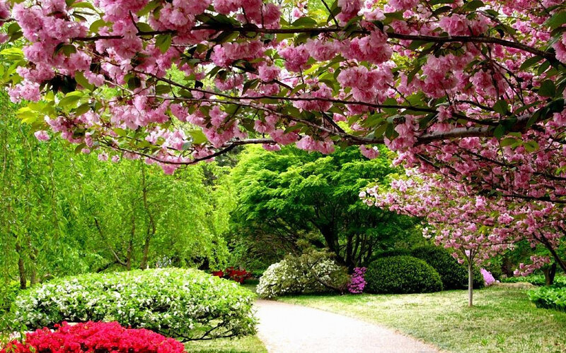Cherry Blossom Tree — Pink, Serene, Spring, Photograph, Path, Bushes, Flowers