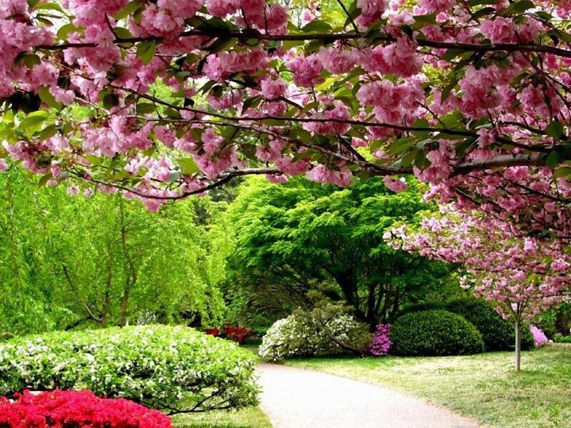 Cherry Blossom Tree — Pink, Serene, Spring, Photograph, Path, Bushes