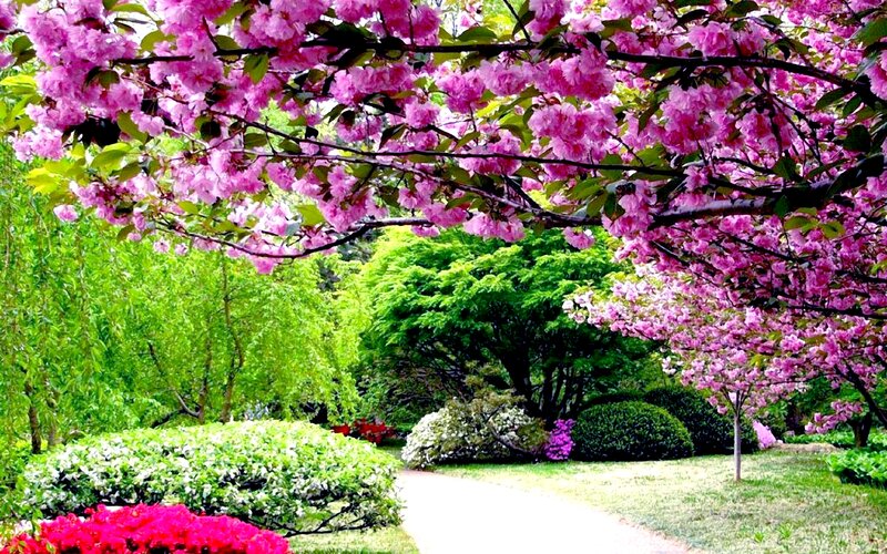 Cherry Blossom Tree — Pink, Serene, Spring, Photograph, Path, Bushes, Trees