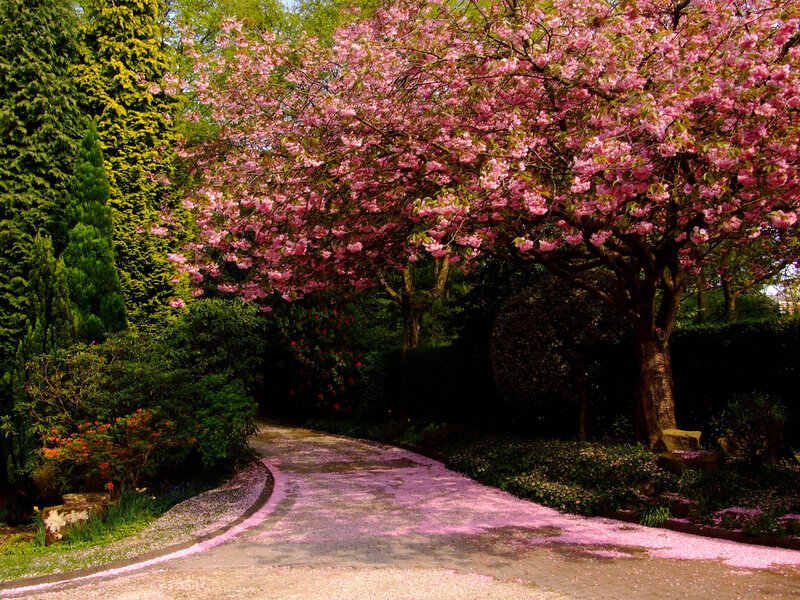Cherry Blossom Tree — Pink, Serene, Spring, Photograph, Path, Flowers