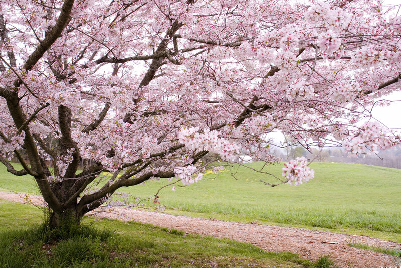 Cherry Blossom Tree — Pink, Serene, Spring, Photograph, Path