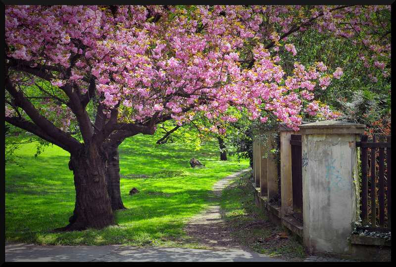 Cherry Blossom Tree — Pink, Serene, Spring, Photograph, Path, Wall