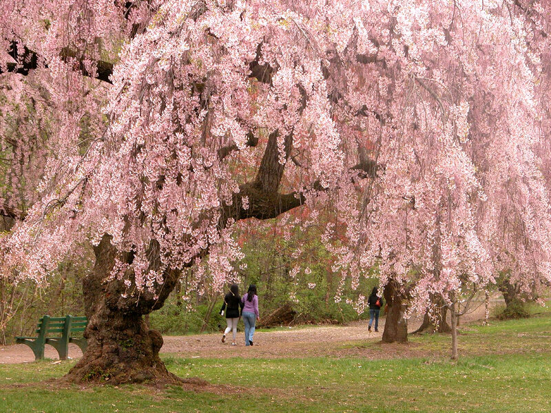 Cherry Blossom Tree — Pink, Serene, Spring, Photograph, People, Bench