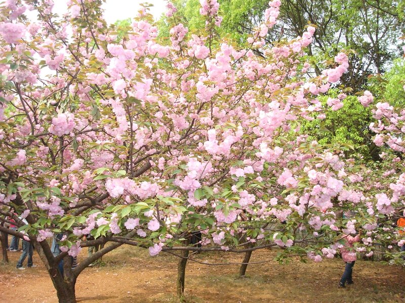 Cherry Blossom Tree — Pink, Serene, Spring, Photograph, People