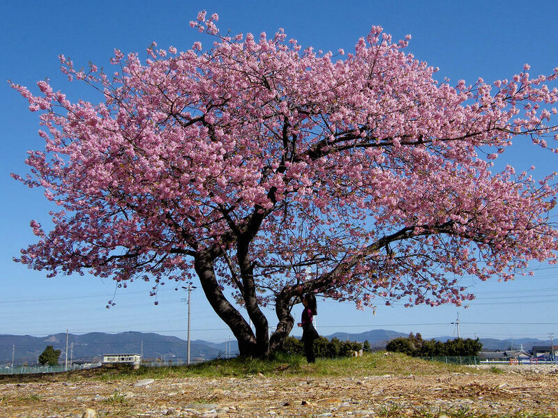 Cherry Blossom Tree — Pink, Serene, Spring, Photograph, Person, Mountains