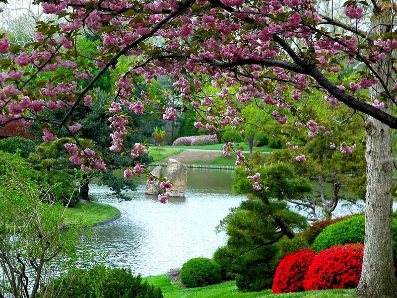 Cherry Blossom Tree — Pink, Serene, Spring, Photograph, Pond, Bushes