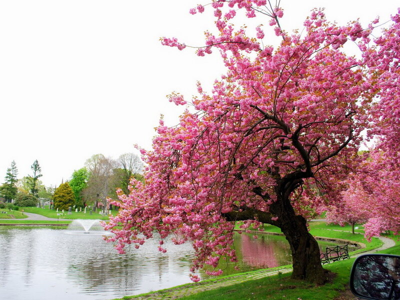 Cherry Blossom Tree — Pink, Serene, Spring, Photograph, Pond