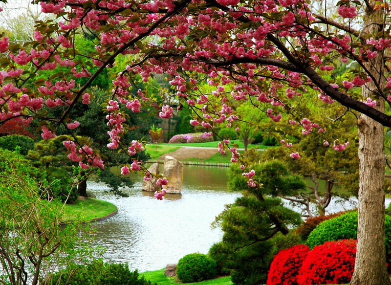 Cherry Blossom Tree — Pink, Serene, Spring, Photograph, Pond, Trees